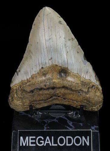 Megalodon Tooth - North Carolina #67316